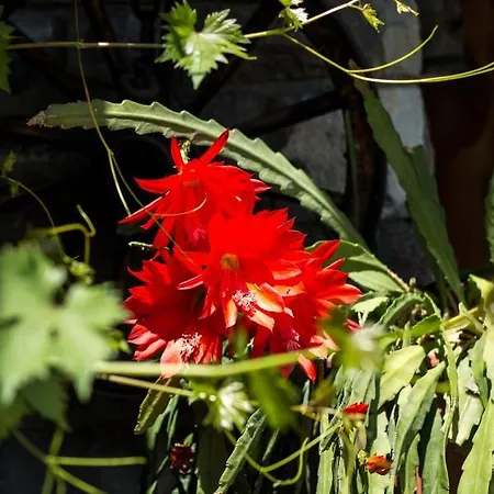 Oda ve Kahvaltı Christophorus Garni 3*